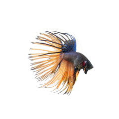 Siamese fighting fish show the beautiful fins tail ,betta fish isolated on white background.