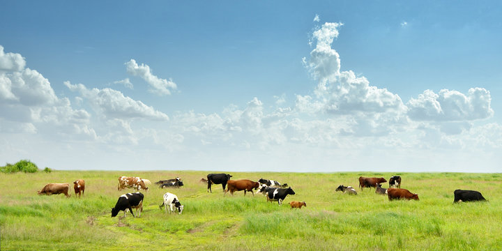 Cows on a summer pasture.