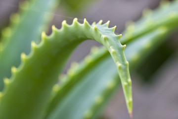Closeup image of the thorns of an aloe vera leaf.
