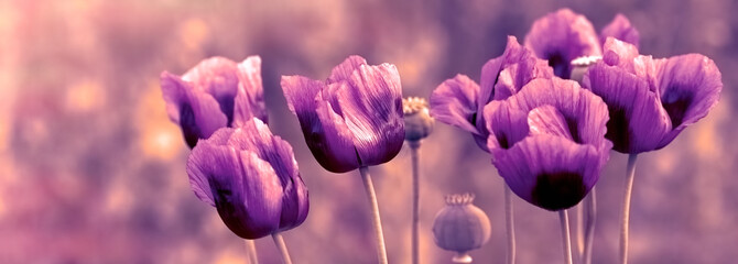 Naklejka premium Piękne fioletowe kwiaty maku na łące - zbliżenie