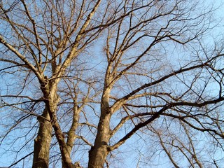 Baumkrone kahl