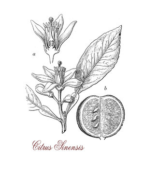 Orange tree (citrus sinensis), botanical vintage engraving