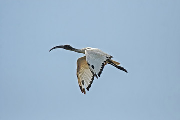 Heiliger Ibis (Threskiornis aethiopicus) am Flußufer des Okavango, Botswana