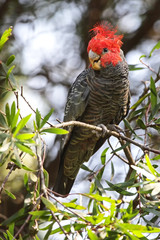 Helmkakadu (Callocephalon fimbriatum) in einem Busch in den Blue Mountains, Australien