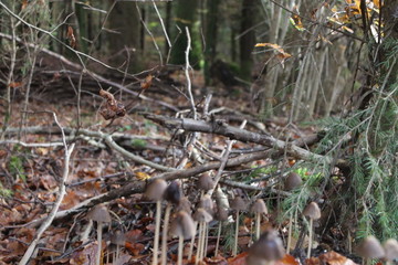 Pilze am Waldboden