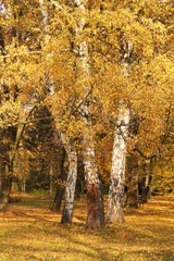 three birches with beautiful bright yellow leaves and white trunks in the park in autumn