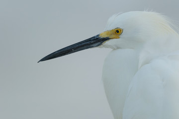 Portrait of Snowy Egret (Egretta thula) in breeding plumage - Fort de Soto, Florida
