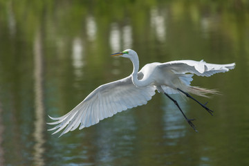 Potrait of the Great egret (Ardea alba) in low flight above water.