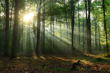 Fototapeta na wymiar Morning in the forest