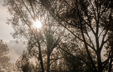 Wald im Morgennebel mit Sonnenaufgang