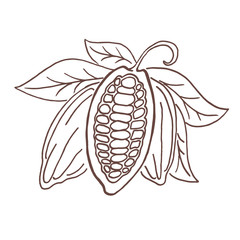 Hand drawing isolated cocoa beans.