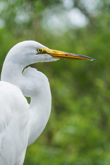Potrait of the Great egret (Ardea alba).