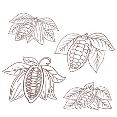 Hand drawing isolated cocoa beans.
