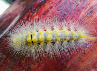 Closeup of the yellow caterpillar