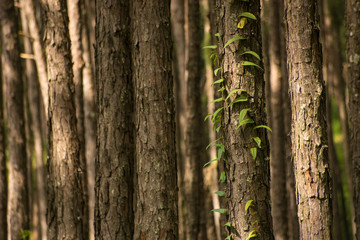 Pine forest in morning light,Parasite tree,Day light.