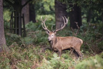 Naklejka na ściany i meble Majestic powerful red deer stag Cervus Elaphus in forest landsca