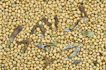 Harvested soy bean organic