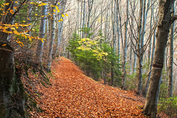 Autumn mountain forest trail as natural background