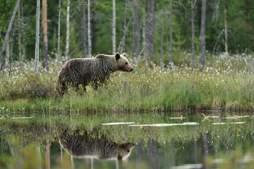 Reflection of a brown bear in a pond