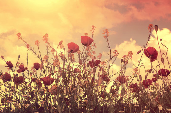 poppies field and sun