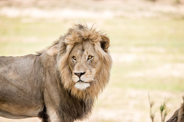 Starring huge male Lion.