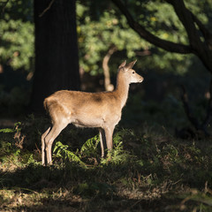 Naklejka na ściany i meble Stunning hind doe red deer cervus elaphus in dappled sunlight fo