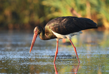 Black stork (Ciconia nigra)