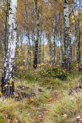 Autumn birch forest landscape background