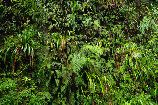 La Réunion - Un coin de jungle : fougères