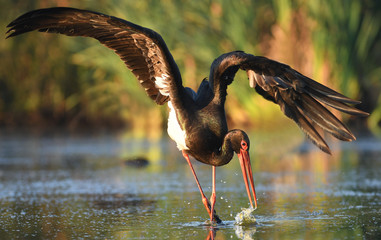Black stork (Ciconia nigra)