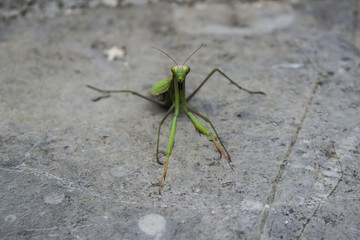 Mantis in macro