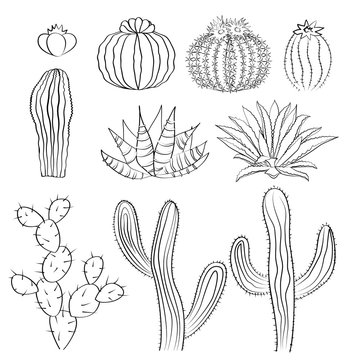 Hand drawn cactus sketch set. Cacti, prickly pear, and agave