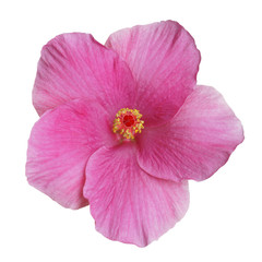 Hibiscus on white background with path