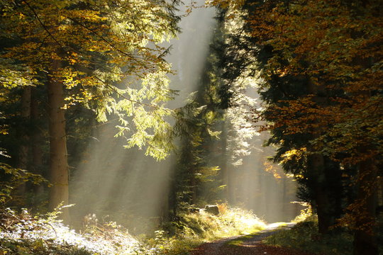 Sonnenstrahlen die in das herbstliche Monbachtal bei Bad Liebenzell strahlen.