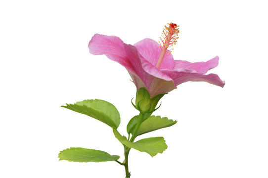 Hibiscus on white background with path
