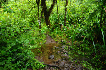 Fototapeta premium La Réunion - Chemin à Grand Étang