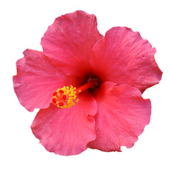 Pink Hibiscus on white background