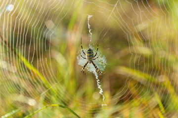 Spider on a spider web