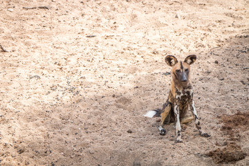 African wild dog sitting in the sand.