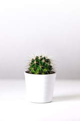 Minimalistic cactus on white background