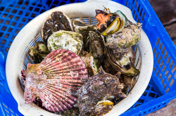 variety of live oysters and shellfish