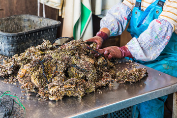 fisherman opens live oysters with knife