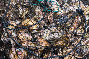 live oysters catched from the sea.