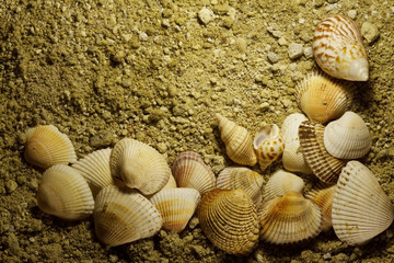 Sea shells on background of hard sand