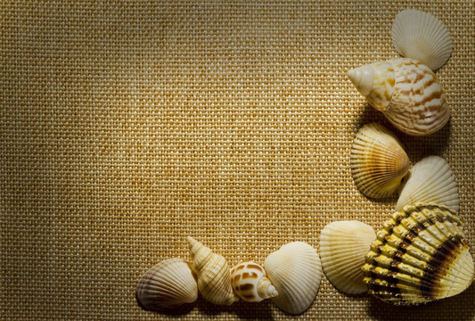 Sea shells on background of burlap