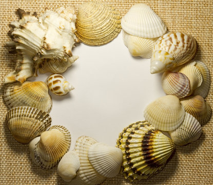 Sea shells on sack with white background