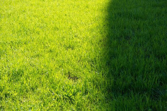 fresh green grass backround