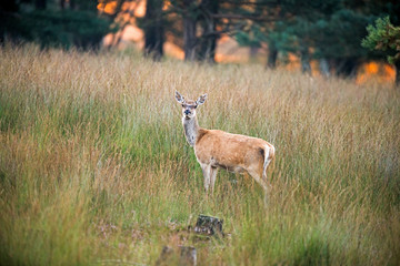 Alert female red deer standing in high grass at dawn. Nature reserve Deelerwoud.