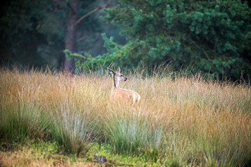 Female red deer walking away from camera in high grass. Nature reserve Deelerwoud. © ysbrandcosijn