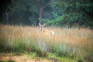 Alert female red deer looking over high grass. Nature reserve Deelerwoud.